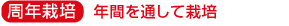 saibai.png